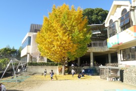 イチョウの木が見ごろです