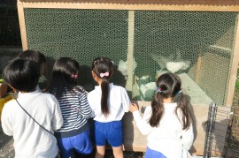 コケコッコー！