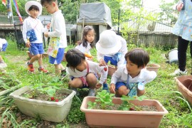 いちごの収穫２