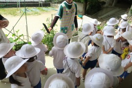 きゅうりの収穫～赤組～